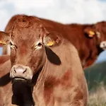Séjour à la ferme Cuccaro Club - Val Di Vara E Cinque Terre Rocchetta di Vara